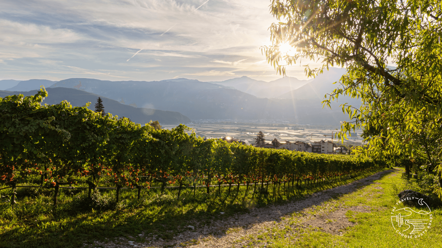 die frühen Morgenstunden in den Weinbergen