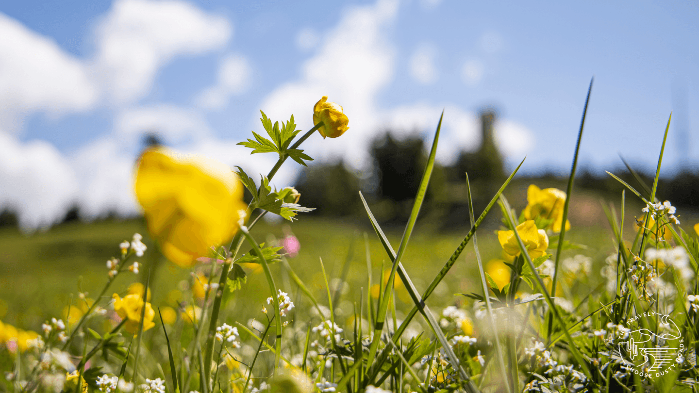 Frühling auf dem Vigiljoch
