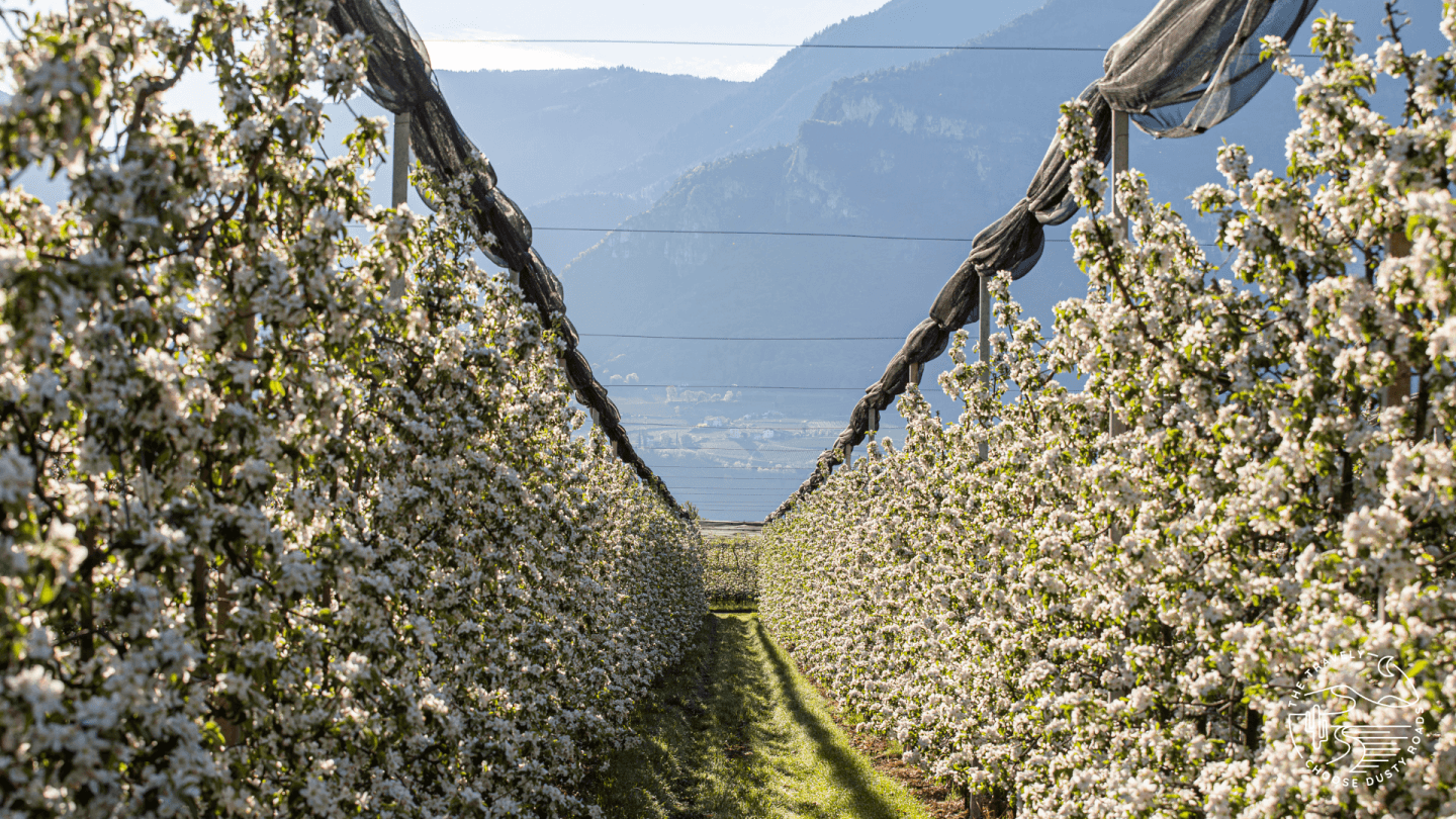 ein Blütenmeer im Frühling