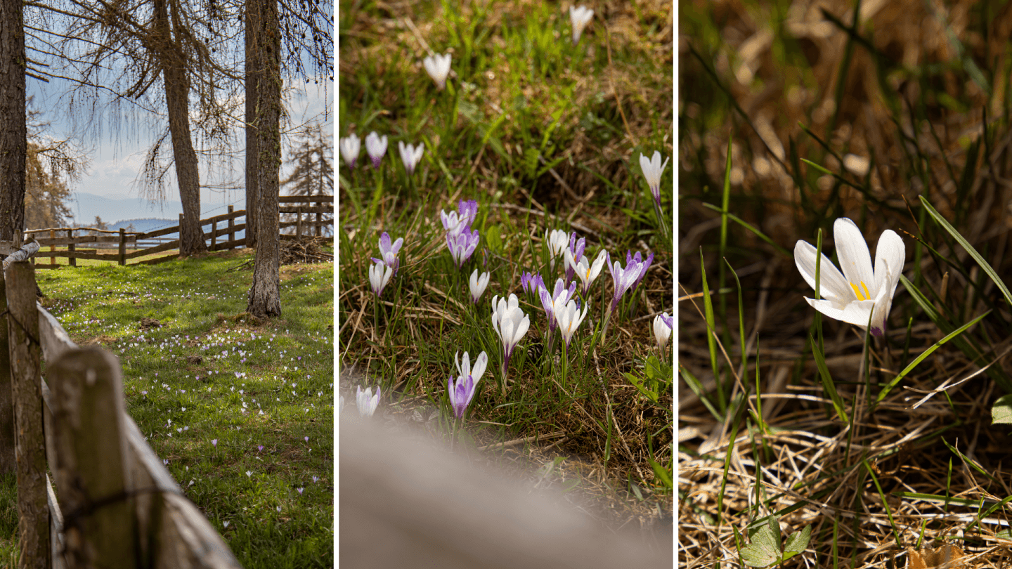Frühlingshighlight: die Krokusblüte am Tschögglberg