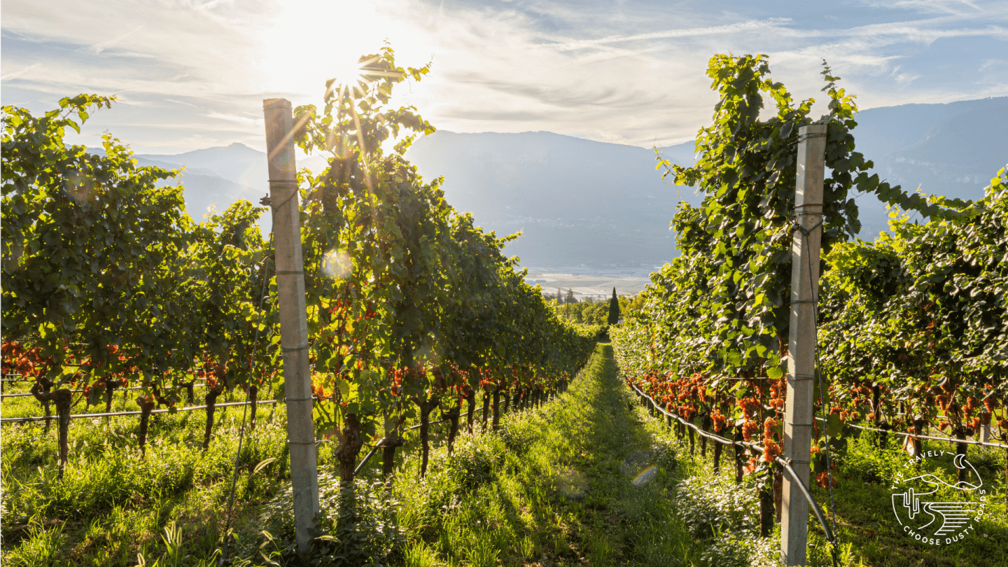 in den Weinbergen rund um Tramin