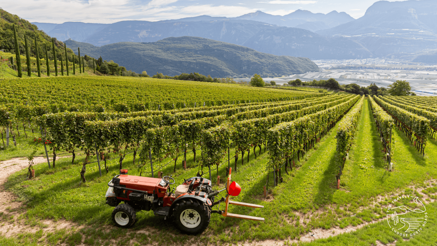 Tramin im Spätsommer – Wein, Äpfel und ein Hauch von Dolce Vita