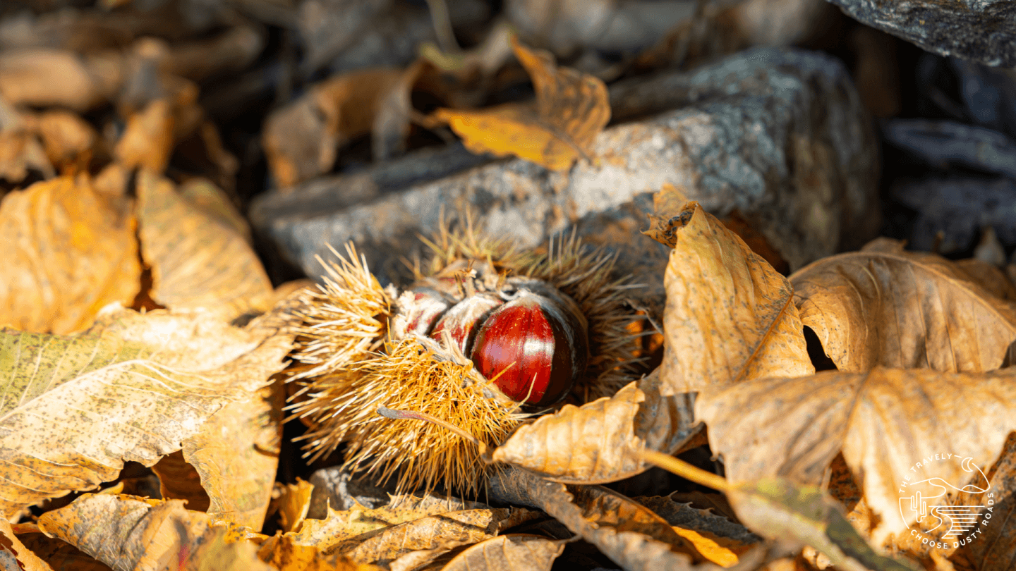 mein Tipp im Herbst: der Keschtnweg