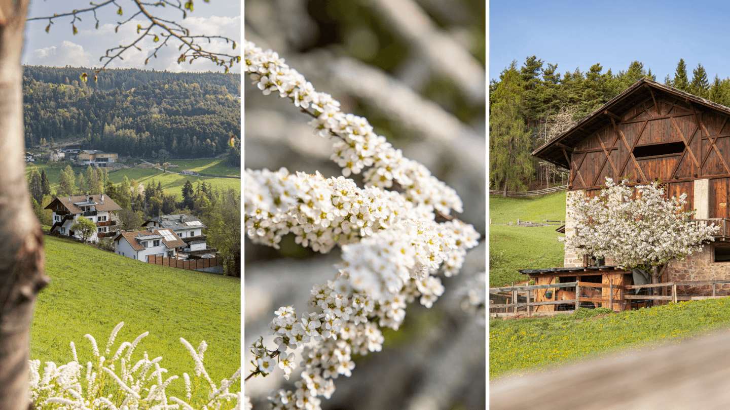 Auch in Jenesien ist der Frühling eingezogen