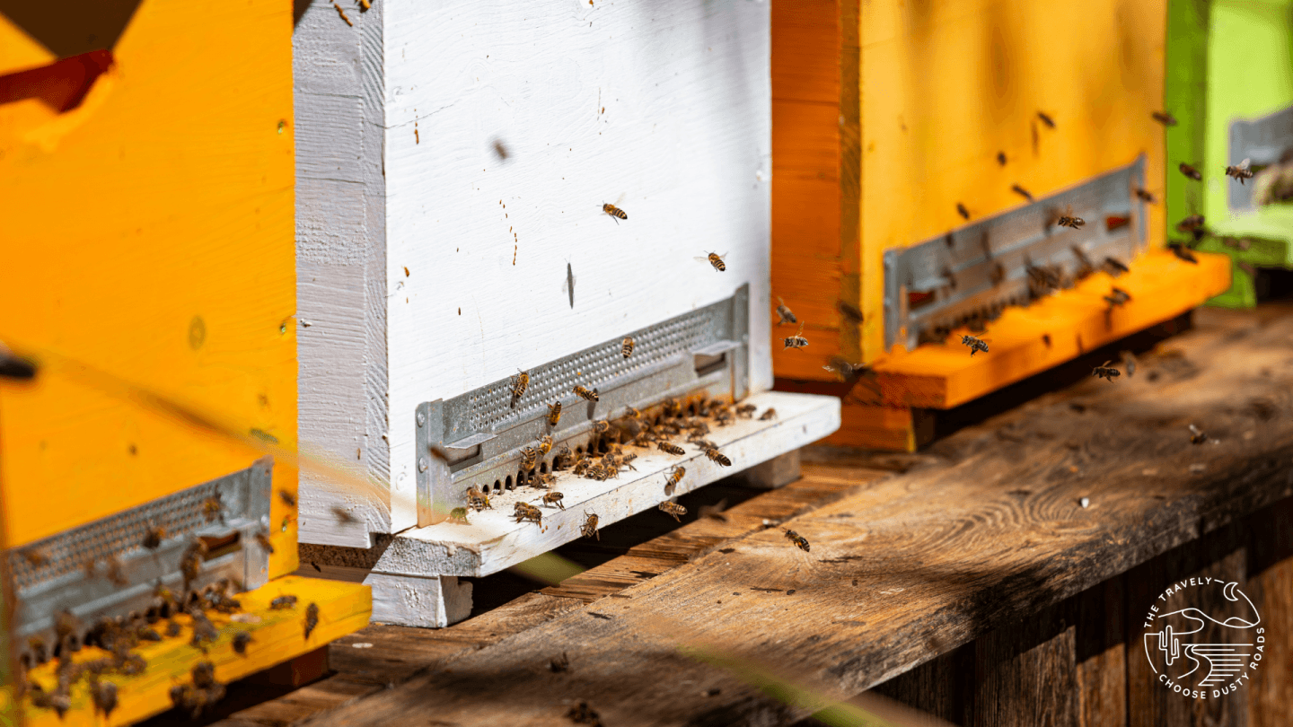 Themenwege rund um Tramin: zum Beispiel am Bienenlehrpfad