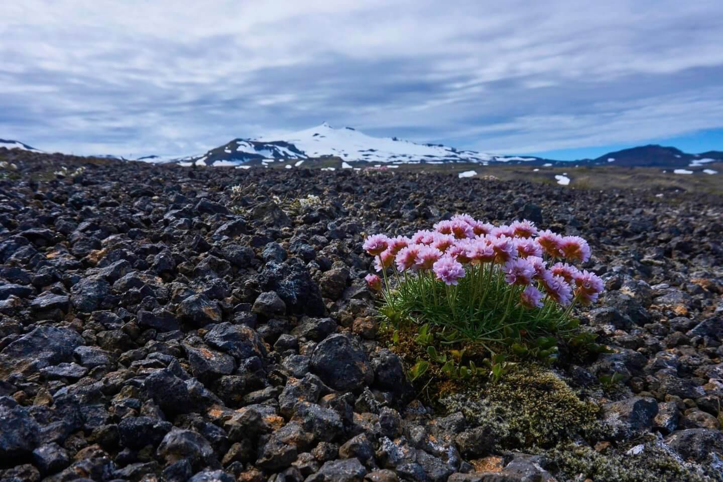 Zu Fuß unterwegs auf Island: Wetterresistente Blumen zu Füssen des Snæfellsjökull