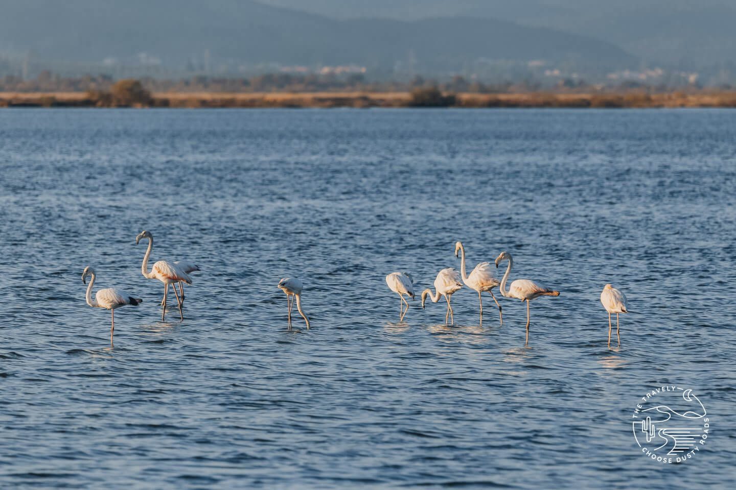 Flamingos in der Lagune
