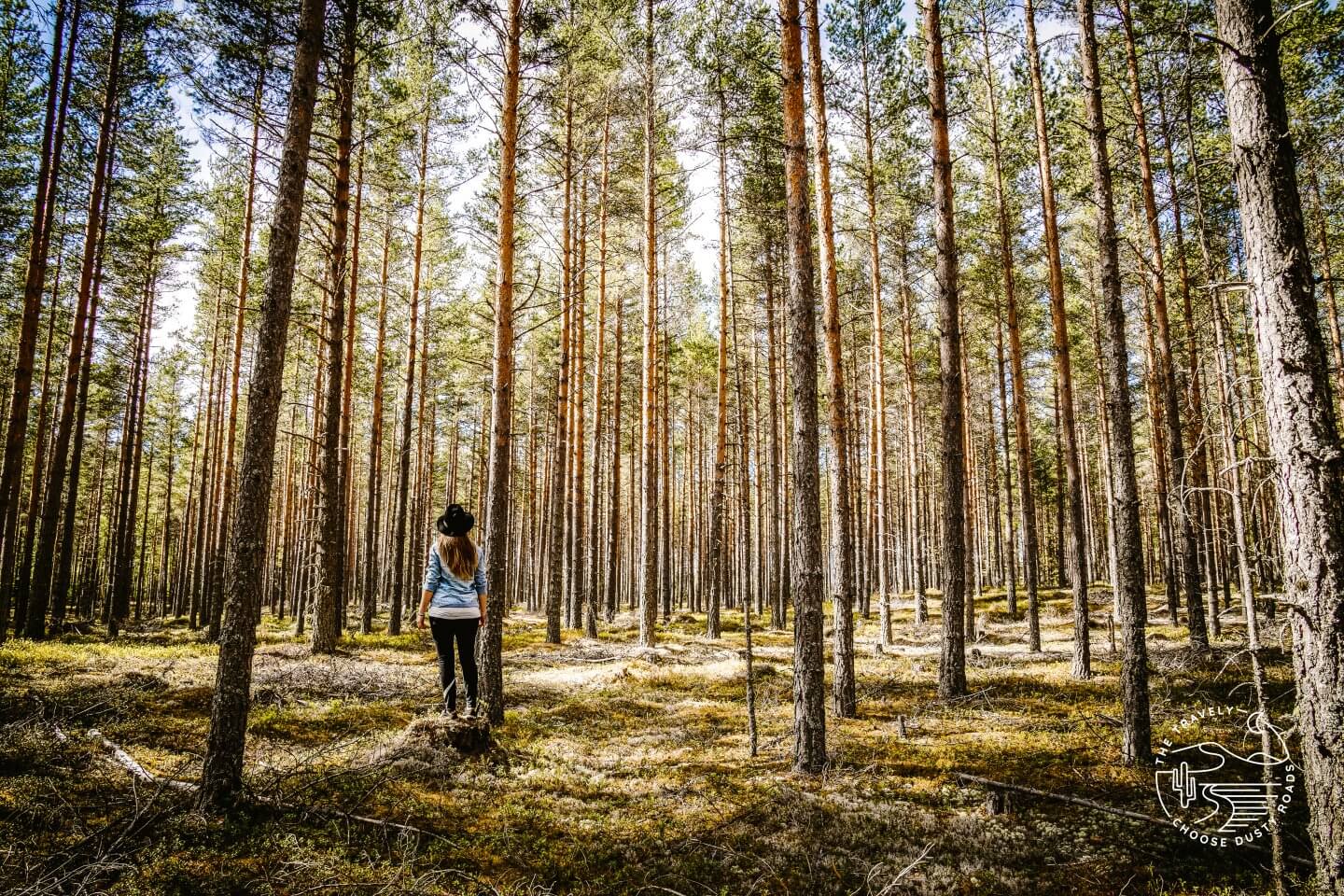 im finnischen Lappland - Bäume soweit das Auge reicht
