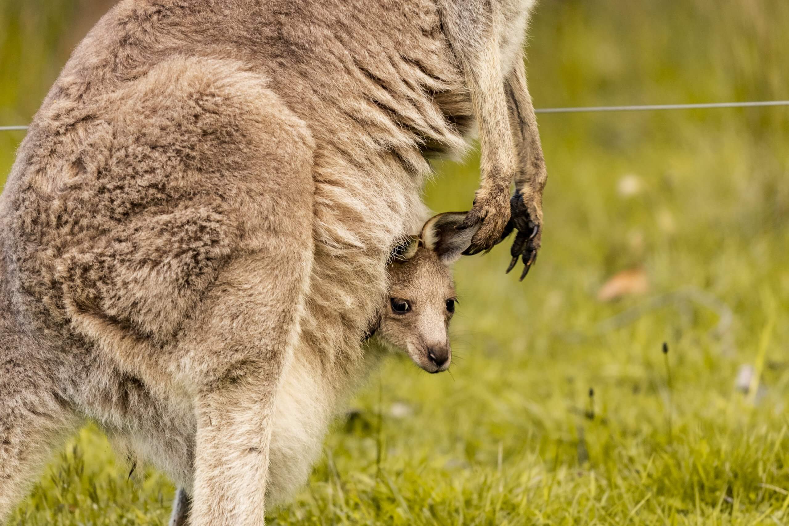 Kängurus und Wallabies gibt es in Australien jede Menge