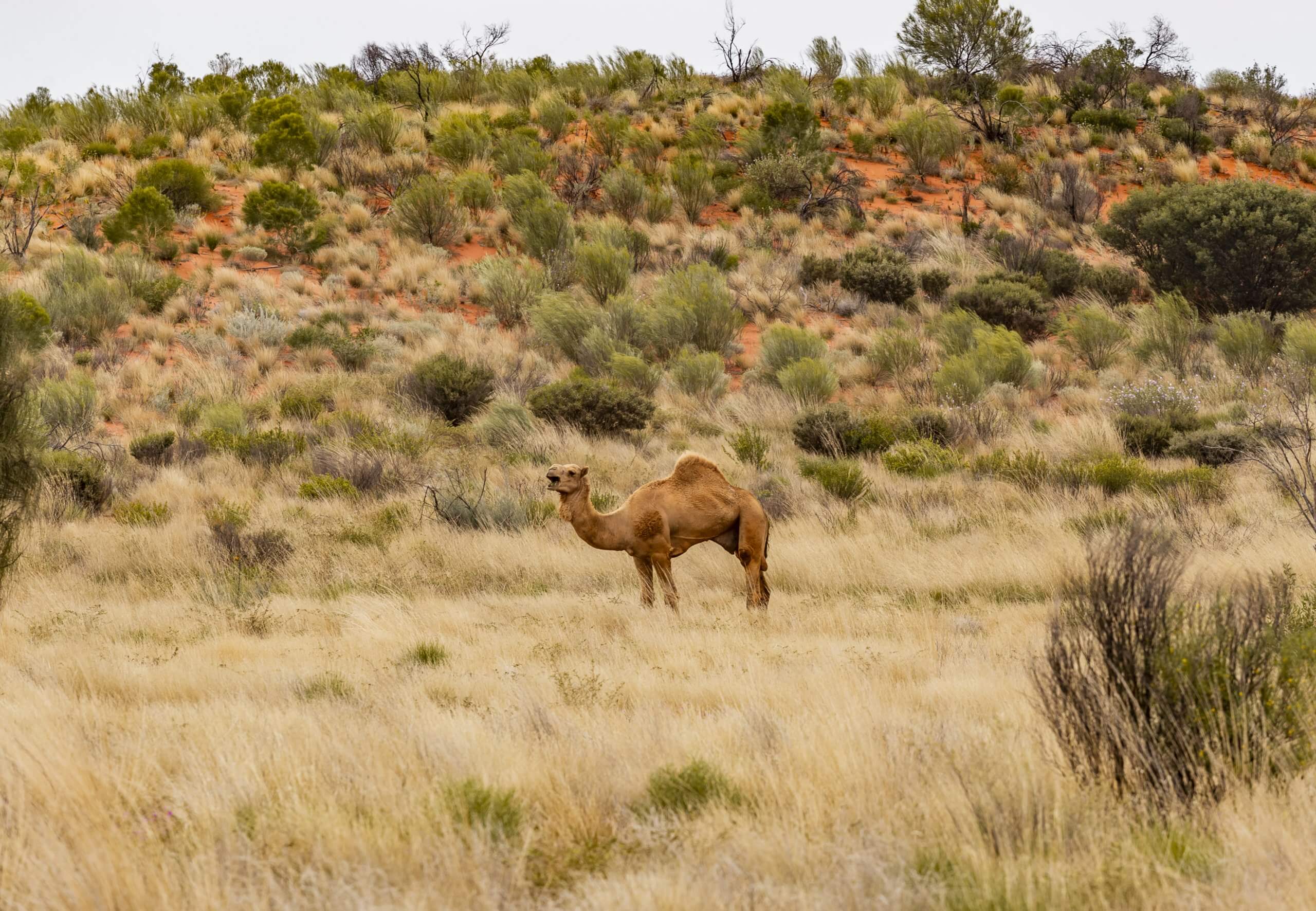 Wildtiere sind mit die größte Gefahr im Outback
