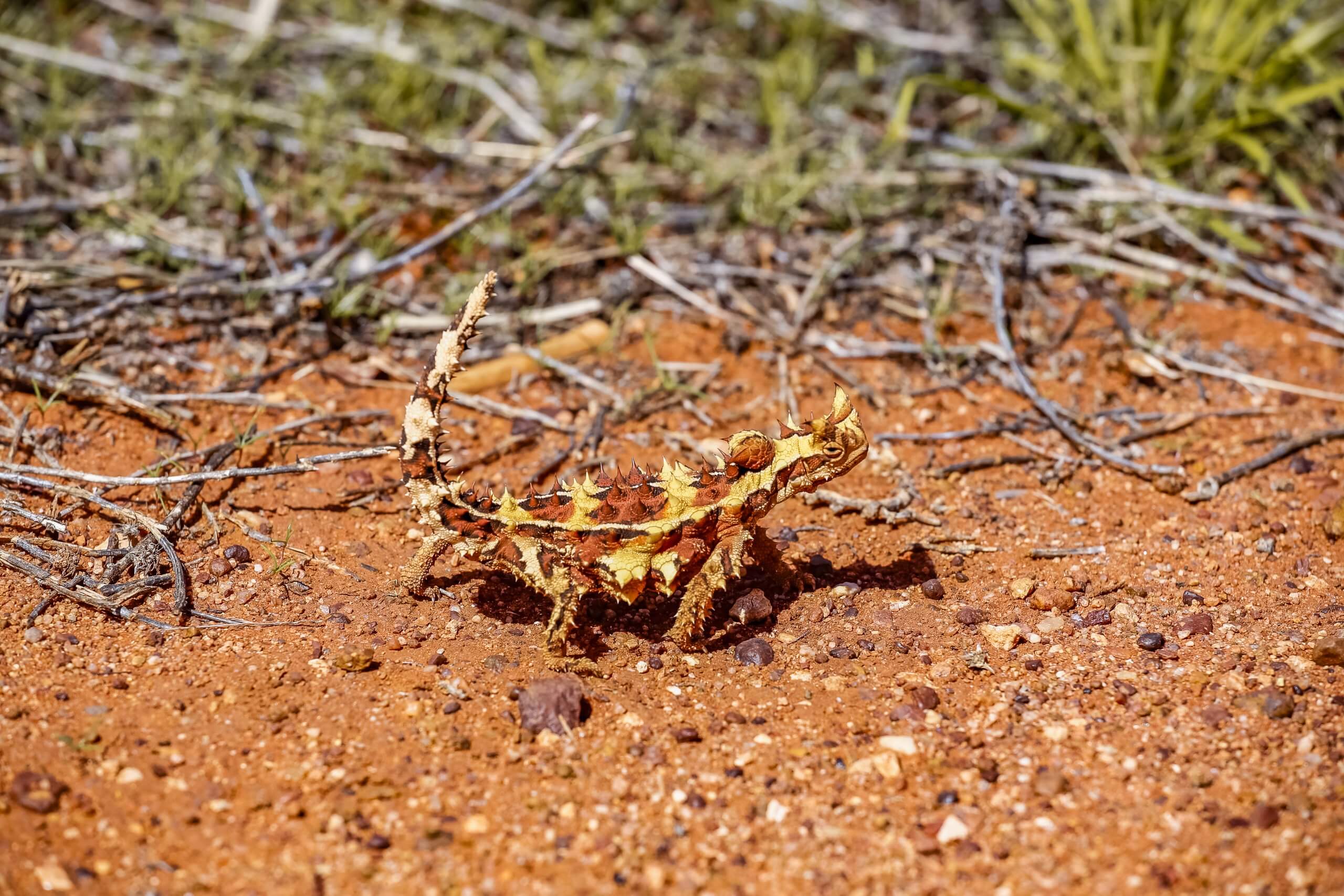 ein Dornenteufel im Outback