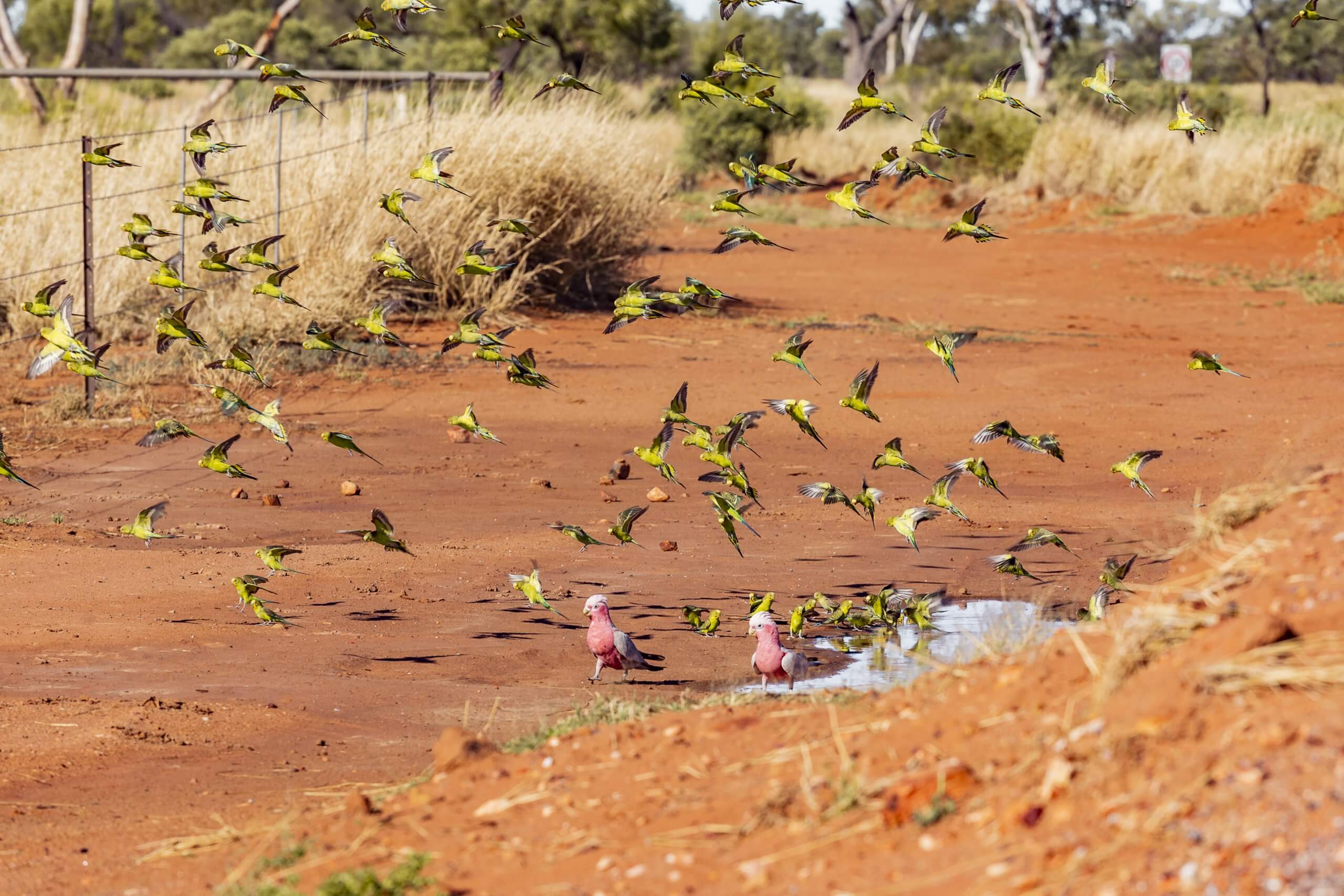 im Outback trifft man oft auf Horden von Papageien