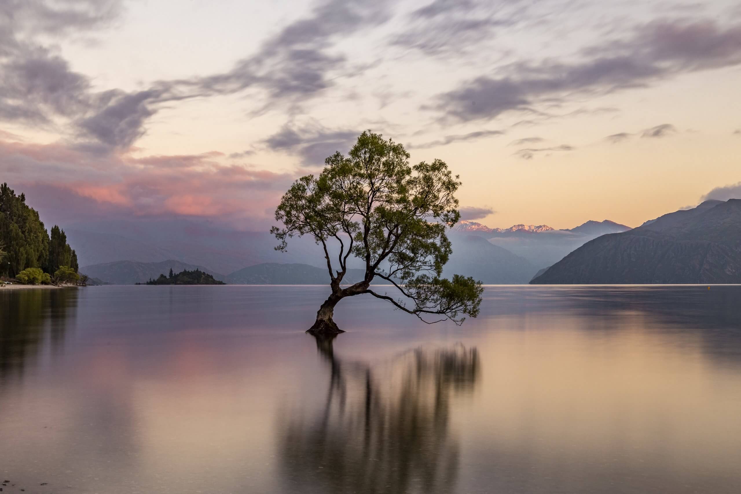 der Lone Tree im Lake Wanaka