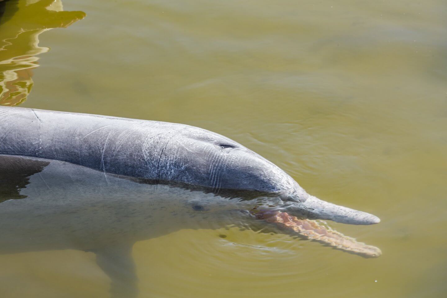 Wilde Delfine füttern – Tin Can Bay