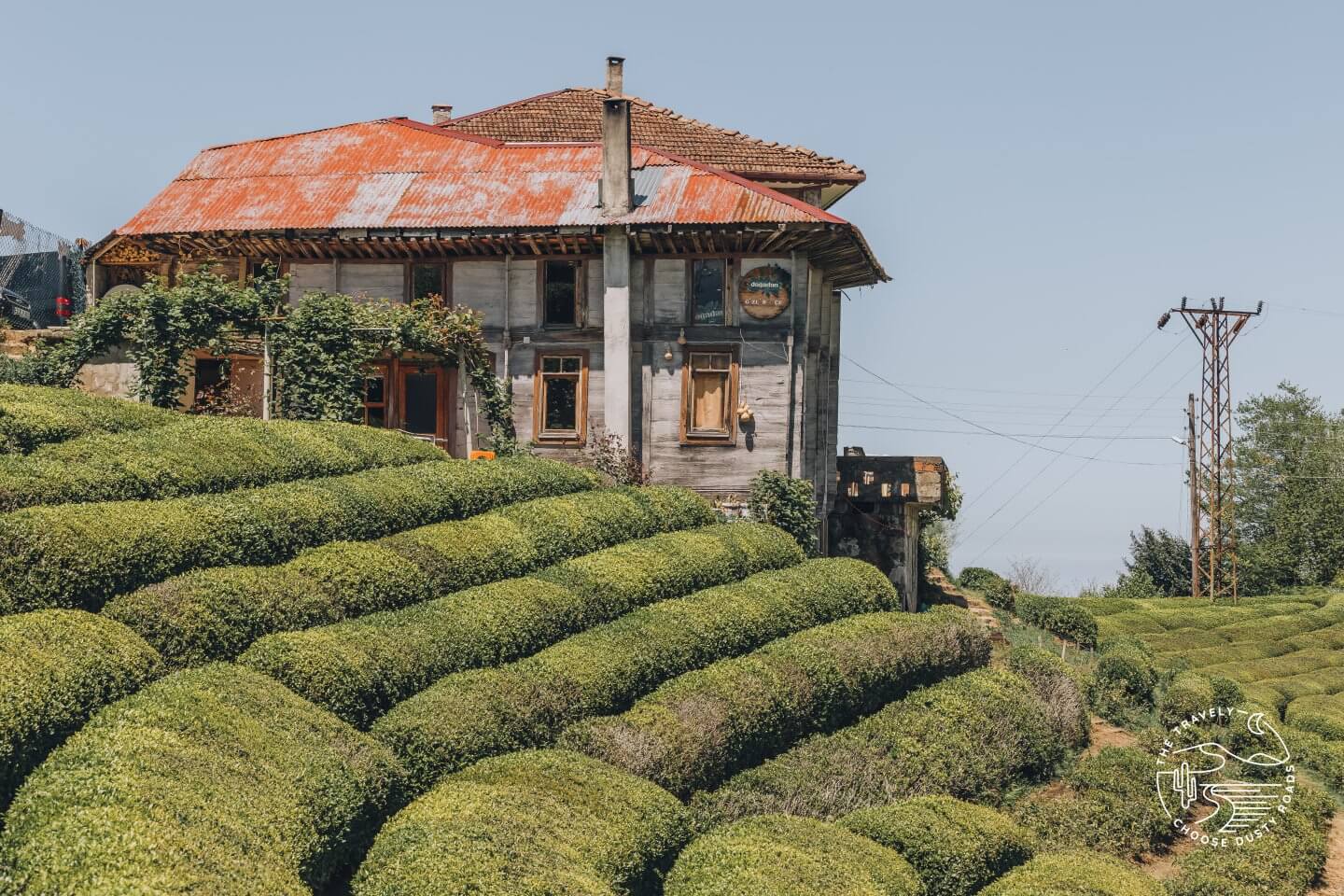 Teeplantagen in der Nähe von Rize