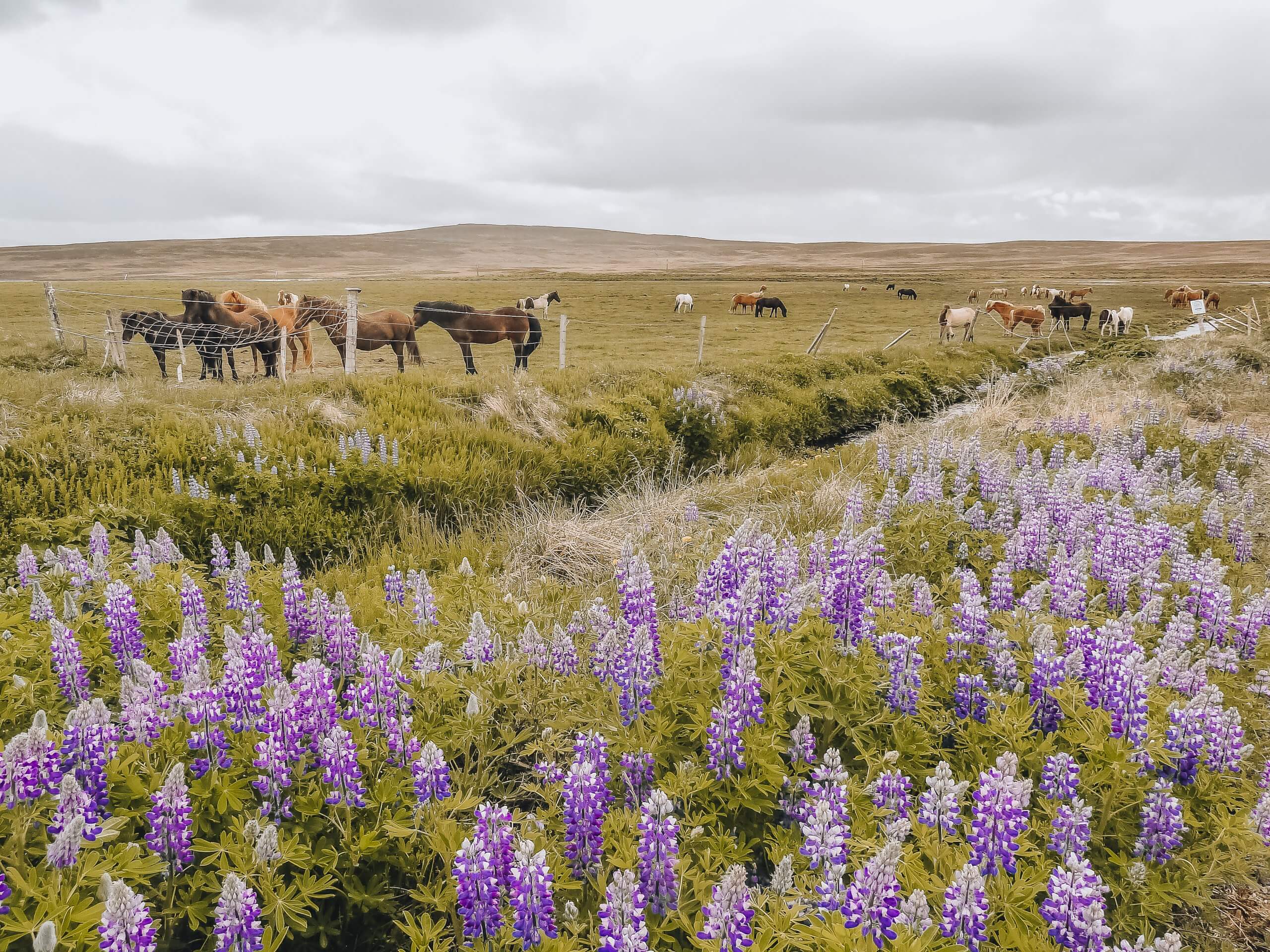 die Traumvorstellung von Island: Ponys und Lupinen